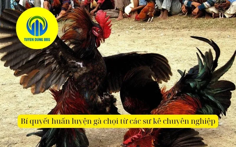 Bí quyết huấn luyện gà chọi từ các sư kê chuyên nghiệp