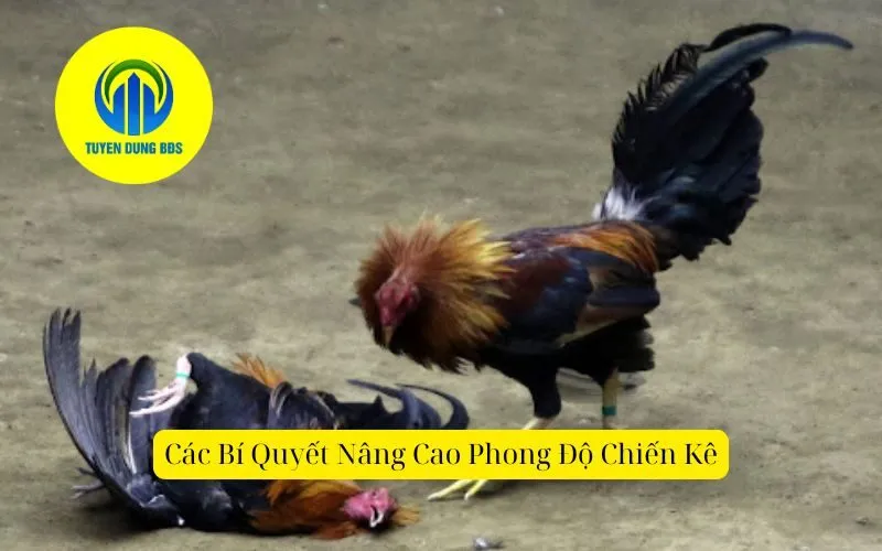 Các Bí Quyết Nâng Cao Phong Độ ChiếnKê