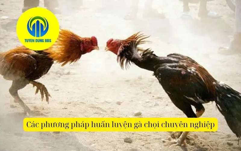 Các phương pháp huấn luyện gà chọi chuyên nghiệp