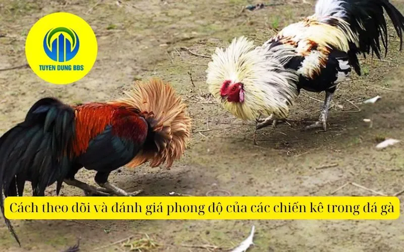 Cách theo dõi và đánh giá phong độ của các chiến kê trong đágà