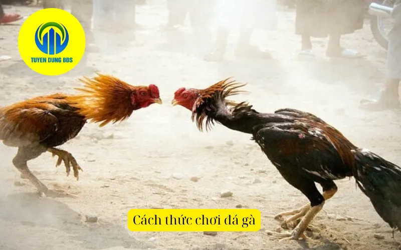 Cách thức chơi đá gà