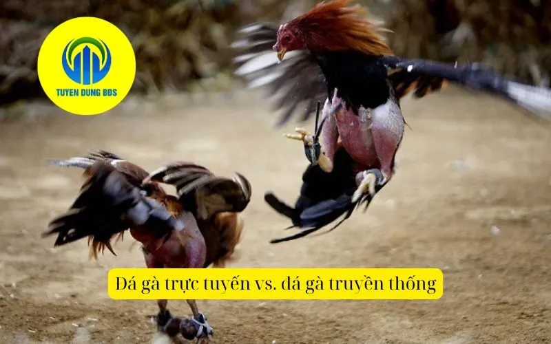 Đá gà trực tuyến vs. đá gà truyền thống