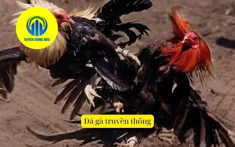Đá gà truyền thống