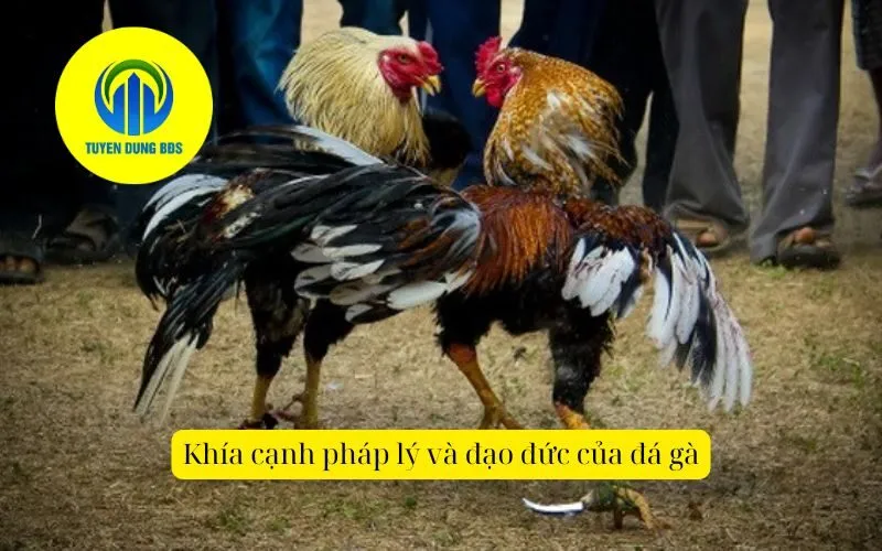 Khía cạnh pháp lý và đạo đức của đá gà