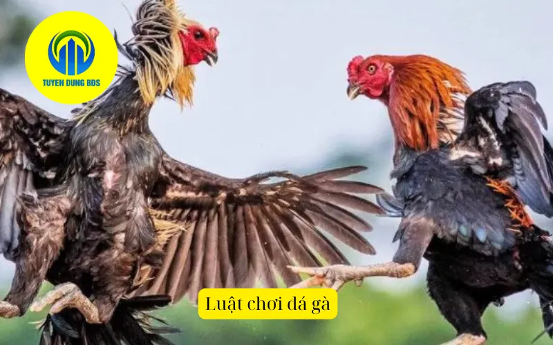 Luật chơi đá gà