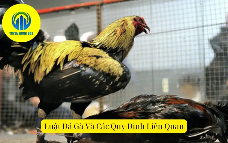 Luật Đá Gà Và Các Quy Định Liên Quan