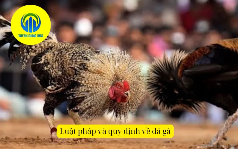Luật pháp và quy định về đá gà