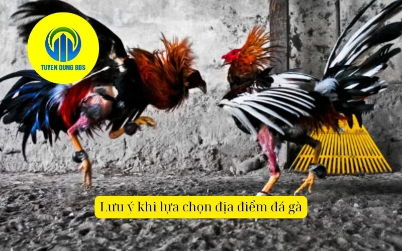 Lưu ý khi lựa chọn địa điểm đá gà
