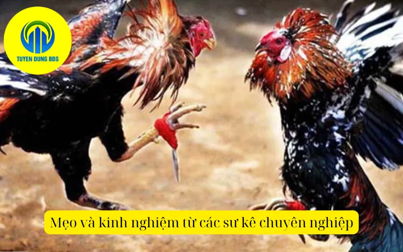 Mẹo và kinh nghiệm từ các sư kê chuyên nghiệp