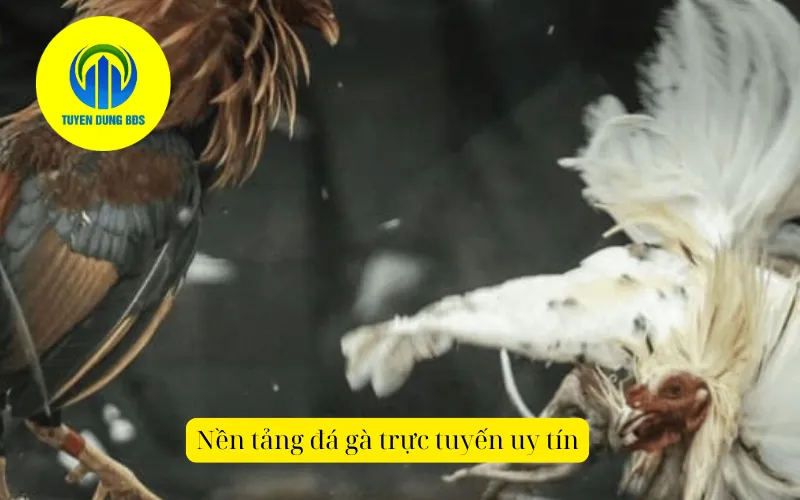 Nền tảng đá gà trực tuyến uy tín