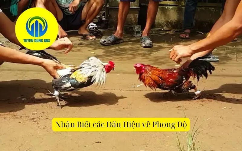 Nhận Biết các Dấu Hiệu về PhongĐộ