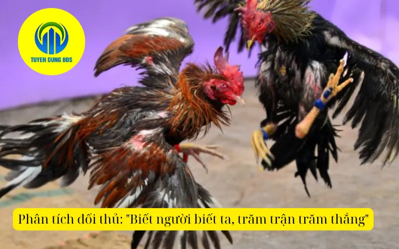 Phân tích đối thủ Biết người biết ta, trăm trận trăm thắng