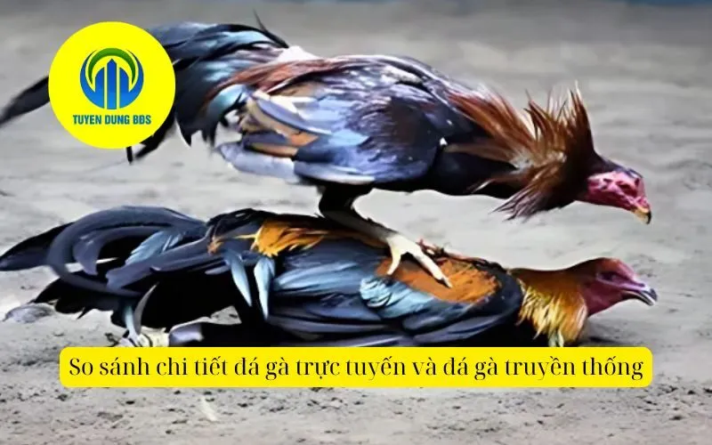 So sánh chi tiết đá gà trực tuyến và đá gà truyền thống