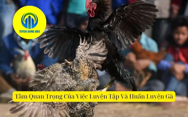 Tầm Quan Trọng Của Việc Luyện Tập Và Huấn Luyện Gà