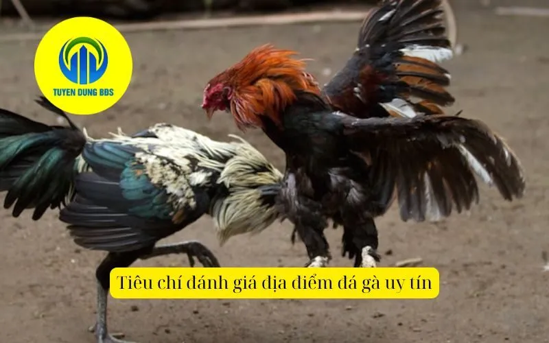 Tiêu chí đánh giá địa điểm đá gà uy tín