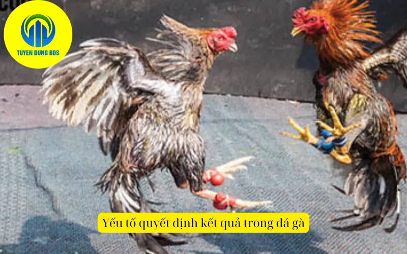 Yếu tố quyết định kết quả trong đá gà