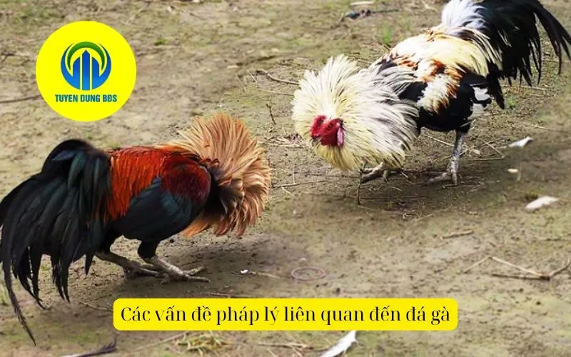 Các vấn đề pháp lý liên quan đến đá gà