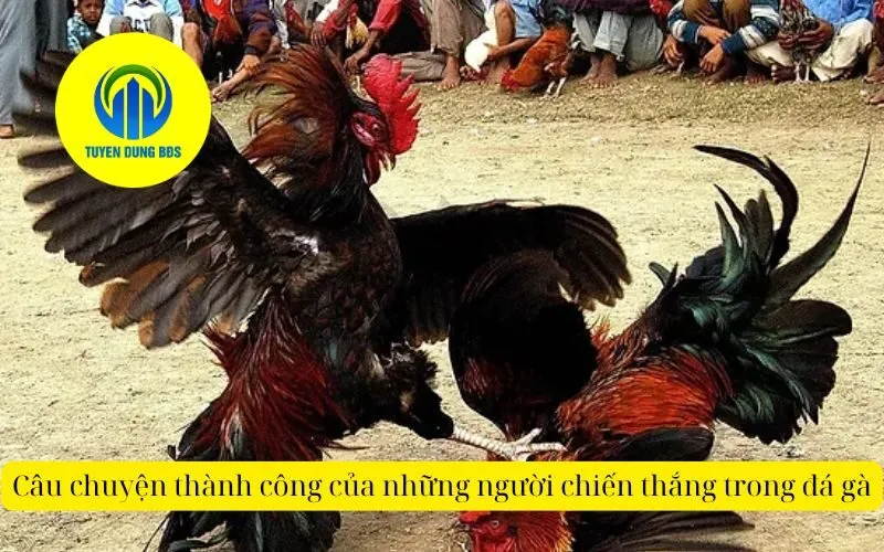 Câu chuyện thành công của những người chiến thắng trong đá gà