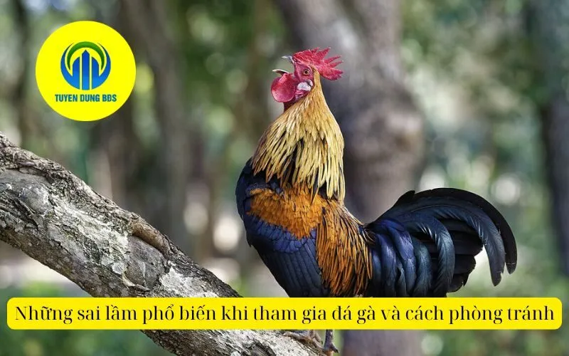Những sai lầm phổ biến khi tham gia đá gà và cách phòng tránh