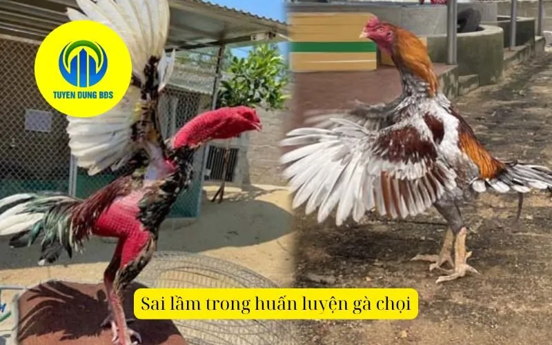 Sai lầm trong huấn luyện gà chọi