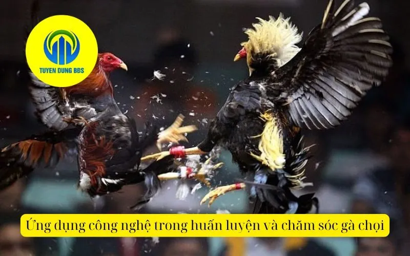 Ứng dụng công nghệ trong huấn luyện và chăm sóc gà chọi