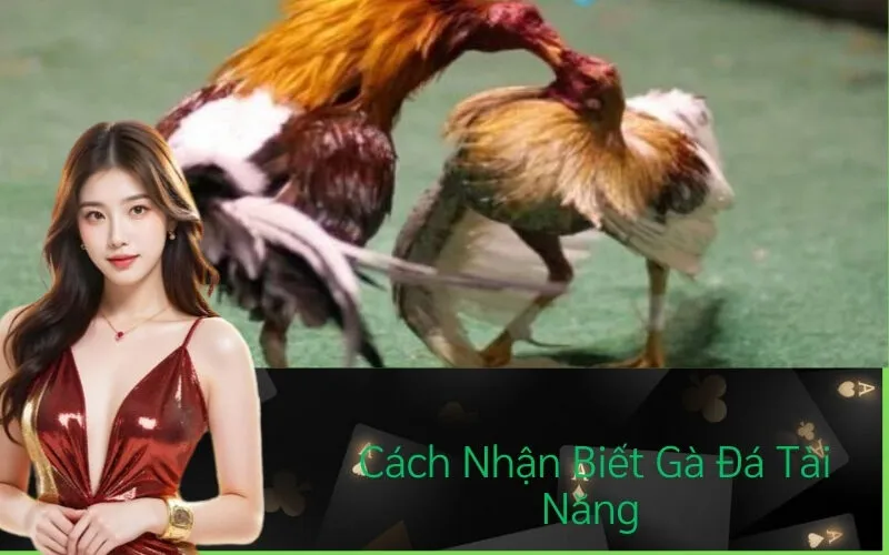 Cách Nhận Biết Gà Đá Tài Năng