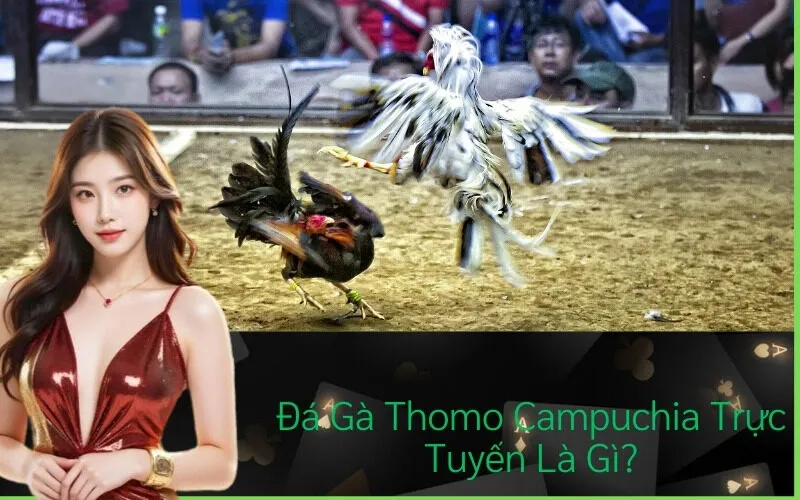 Đá Gà Thomo Campuchia Trực Tuyến Là Gì?