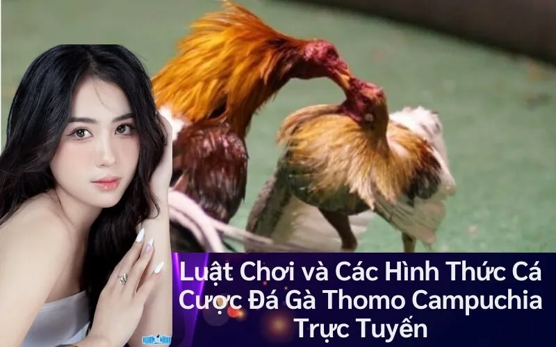 Luật Chơi và Các Hình Thức Cá Cược Đá Gà Thomo Campuchia Trực Tuyến