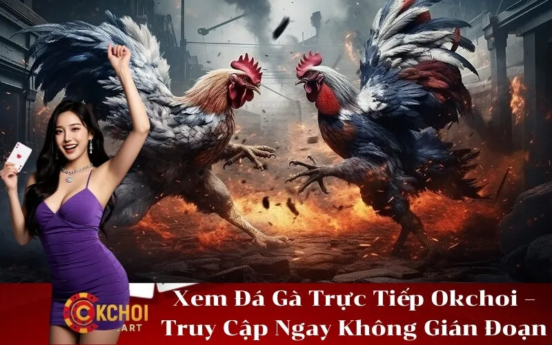 Xem Đá Gà Trực Tiếp Okchoi – Truy Cập Ngay Không Gián Đoạn